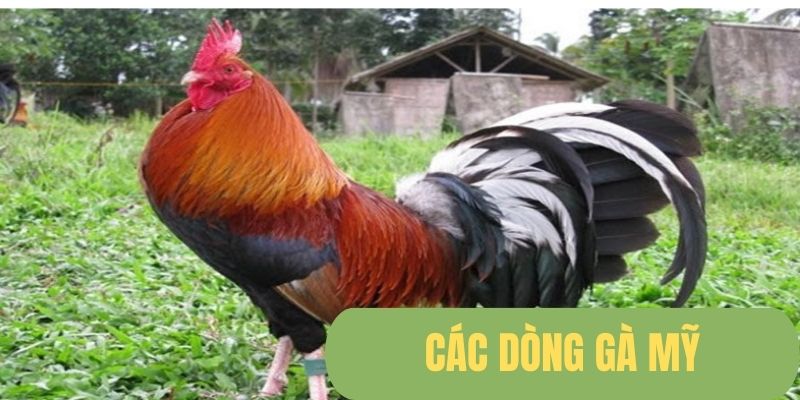 789Win Tổng Hợp Top Các Dòng Gà Mỹ Được Ưa Chuộng Nhất 2024