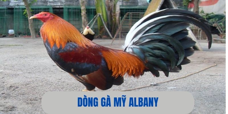 Albany - Dòng gà Mỹ đá hay và thân hình đẹp mắt