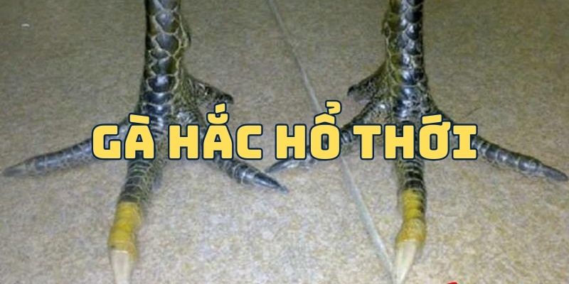 Gà Hắc Hổ Thới - Bí Quyết Chăm Sóc Chiến Kê Xuất Sắc